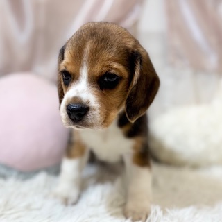 兵庫県のビーグル (犬の家＆猫の里カナート西神戸店/2026年4月8日生まれ/男の子/ブラックタンホワイト)の子犬の2枚目の画像