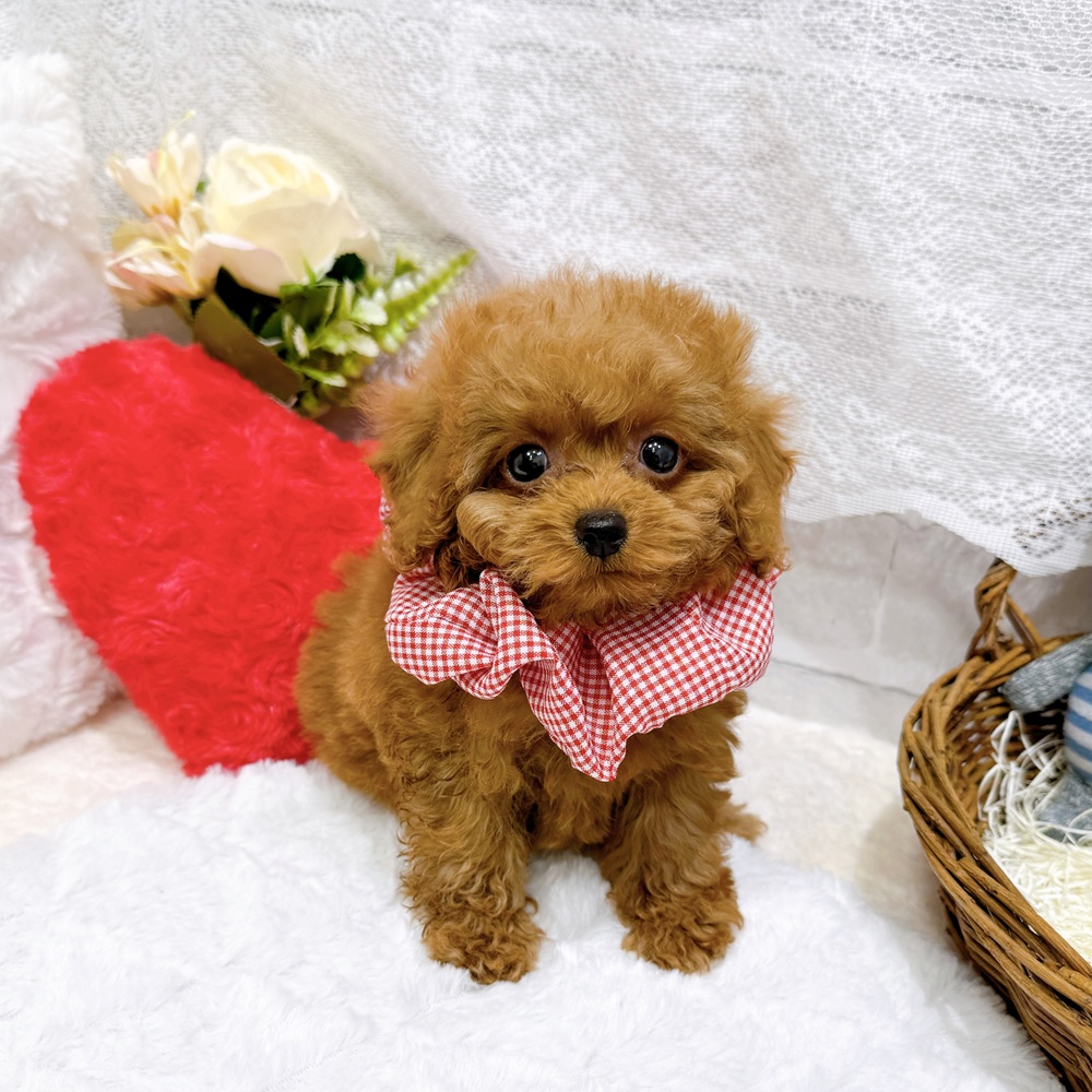 滋賀県のトイプードル(トイ) (犬の家＆猫の里長浜店/2026年4月3日生まれ/女の子/レッドフォーン)の子犬の1枚目の画像