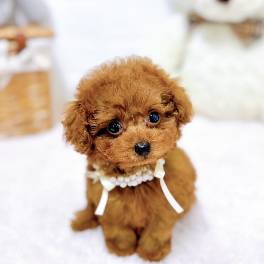 垂れ耳がかわいい犬種10選！飼育のポイントや注意点を紹介します