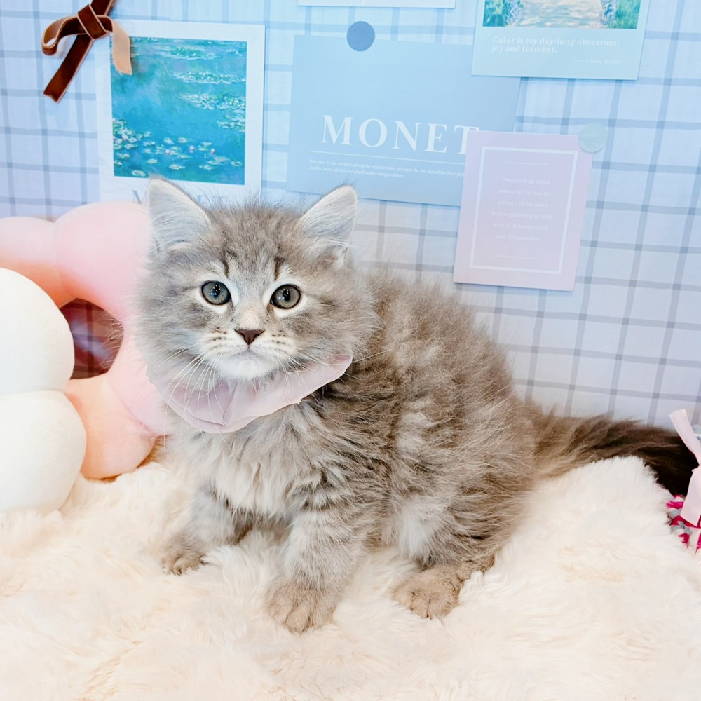 福井県のサイベリアン (犬の家＆猫の里福井店/2026年4月2日生まれ/女の子/ブルークラシックタビー)の子猫の2枚目の画像