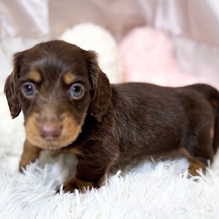 兵庫県のミニチュアダックスフンド(ロング) (犬の家＆猫の里カナート西神戸店/2026年4月8日生まれ/女の子/ブラウンタン)の子犬の2枚目の画像