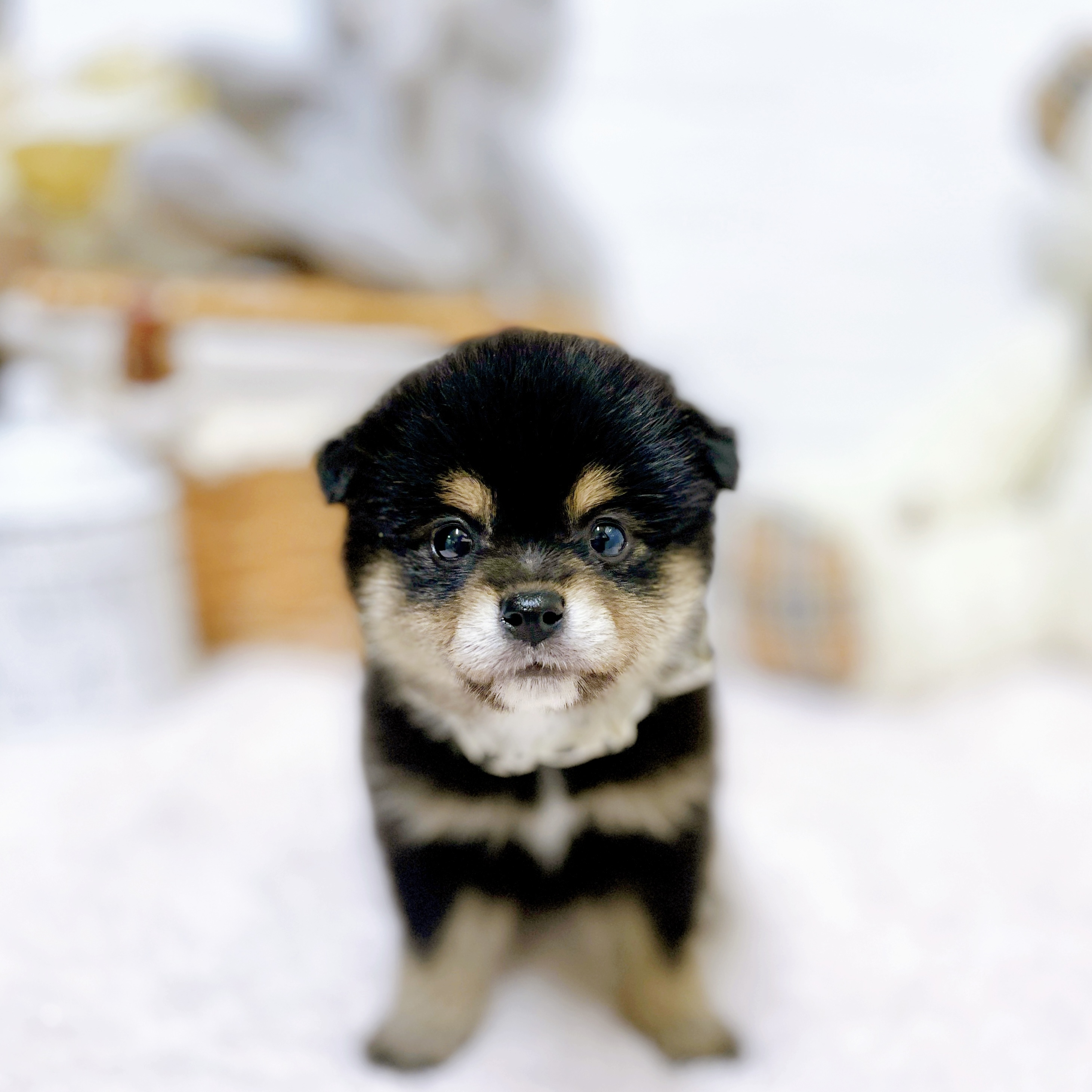 滋賀県のポメ柴/豆ポメ/ポメ豆柴(ポメラニアン×柴犬) (犬の家＆猫の里近江八幡店/2026年4月9日生まれ/女の子/ブラックタン)の子犬の1枚目の画像