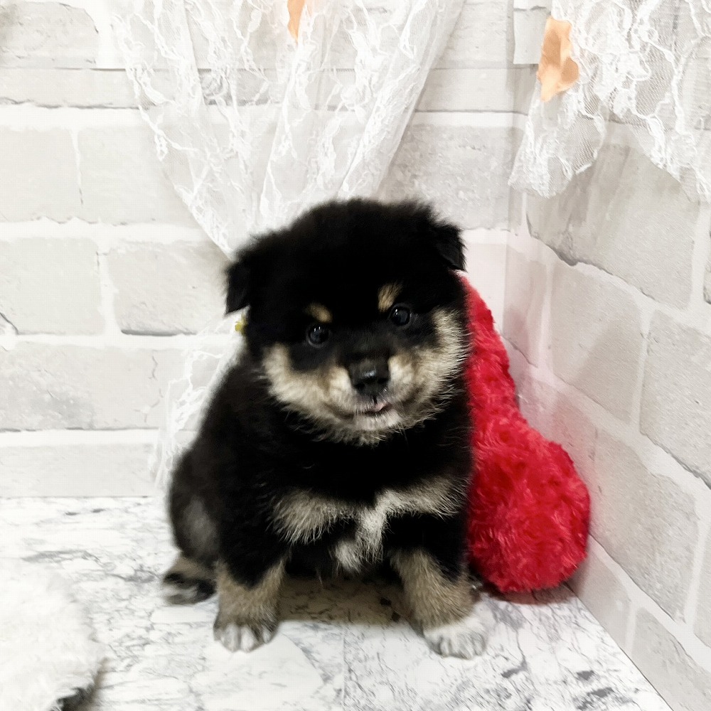京都府のポメ柴/豆ポメ/ポメ豆柴(ポメラニアン×柴犬) (犬の家＆猫の里京都精華店/2026年4月9日生まれ/男の子/ブラックタン)の子犬の2枚目の画像