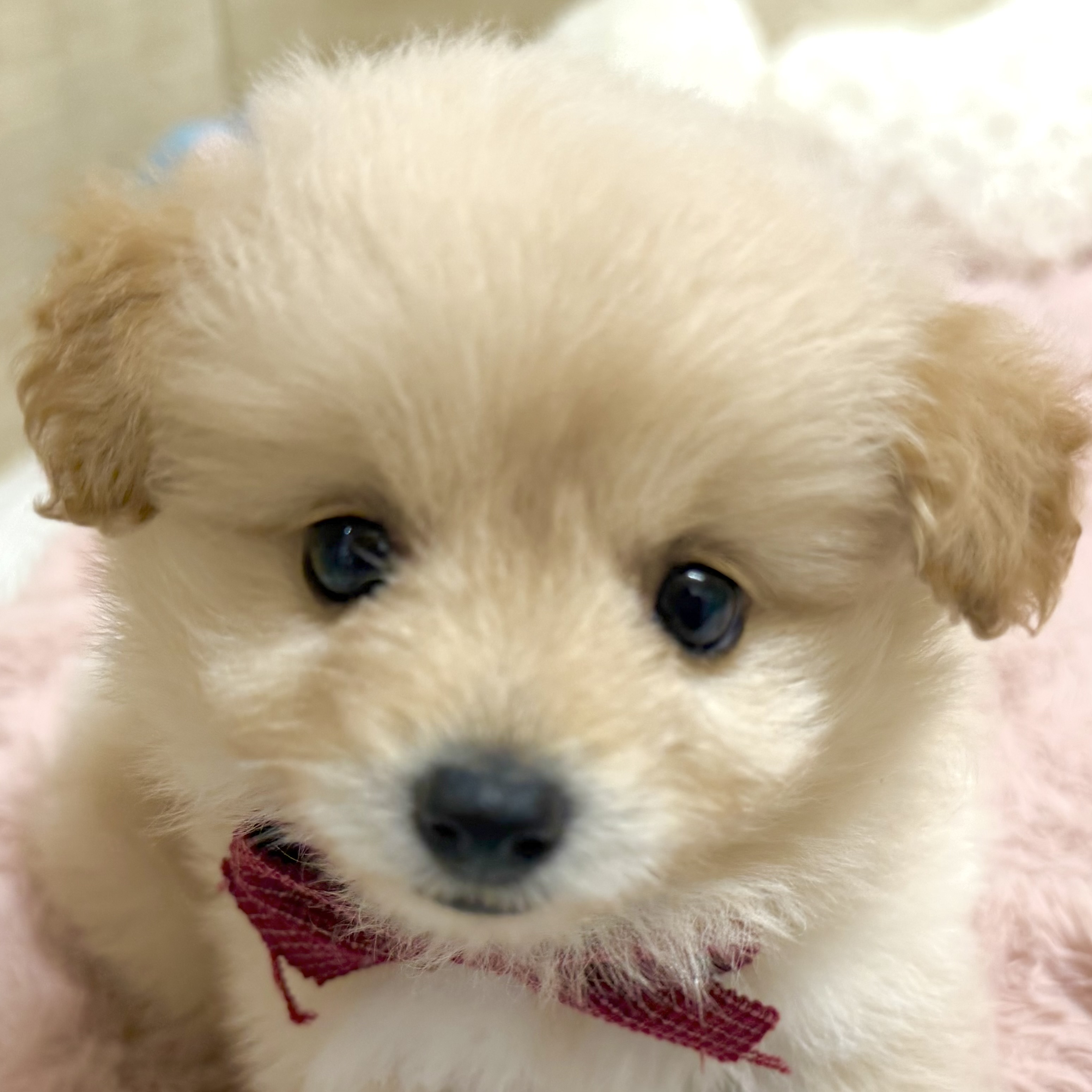 mまとめ　お手入れ　わんちゃん　タグ付　垂れ耳　エリート　ミニチュア犬 垂れ耳がかわいい犬種10選！飼育のポイントや注意点を紹介します