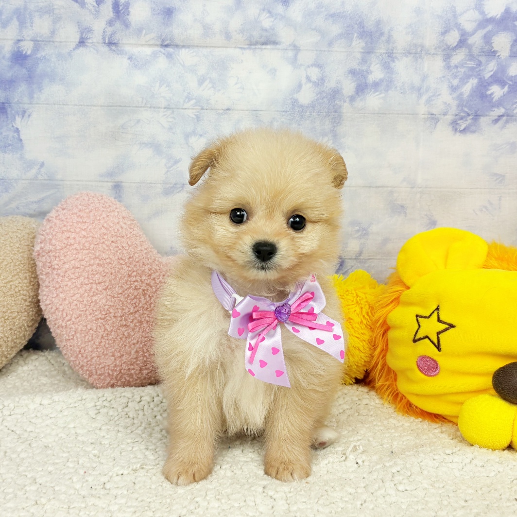 兵庫県のポメプー(ポメラニアン×プードル) (犬の家＆猫の里川西店/2026年4月3日生まれ/女の子/クリーム)の子犬の2枚目の画像