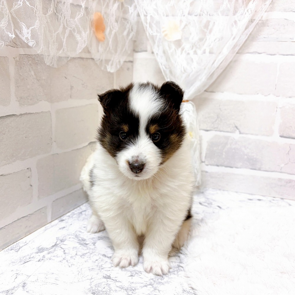 京都府のシェットランドシープドッグ (犬の家＆猫の里京都精華店/2026年4月9日生まれ/女の子/ブラックホワイトタン)の子犬の2枚目の画像