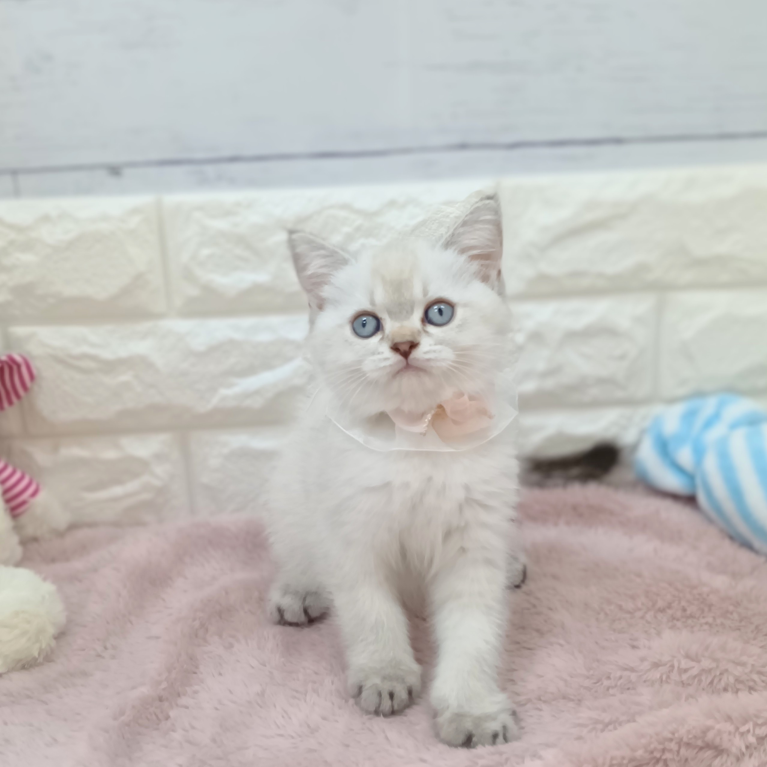静岡県のブリティッシュショートヘアー (犬の家＆猫の里アミーゴ浜松和田店/2026年4月9日生まれ/女の子/シェーデットシルバー)の子猫の2枚目の画像