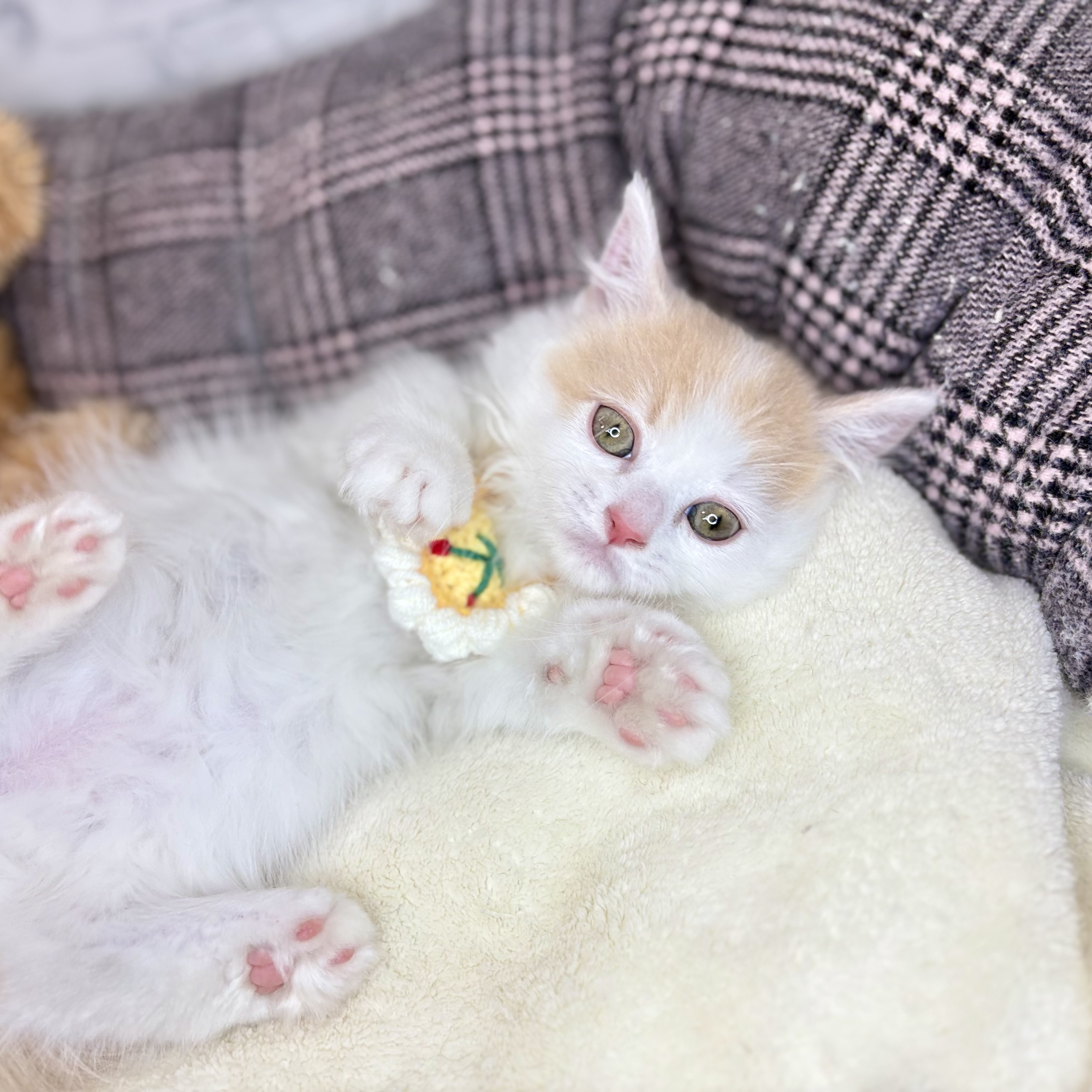 長野県のマンチカン (犬の家＆猫の里長野店/2026年4月2日生まれ/女の子/クリームタビーホワイト)の子猫の2枚目の画像