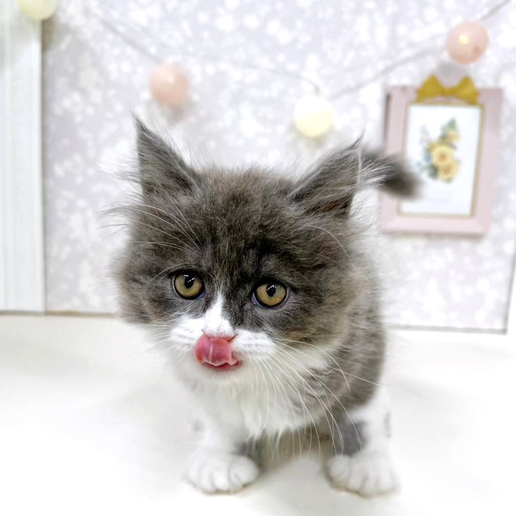 富山県のマンチカン (犬の家＆猫の里アミーゴ高岡蓮花寺店/2026年4月9日生まれ/男の子/ブルータビーホワイト)の子猫の2枚目の画像