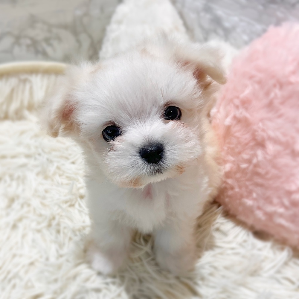 ハーフ犬男の子の写真