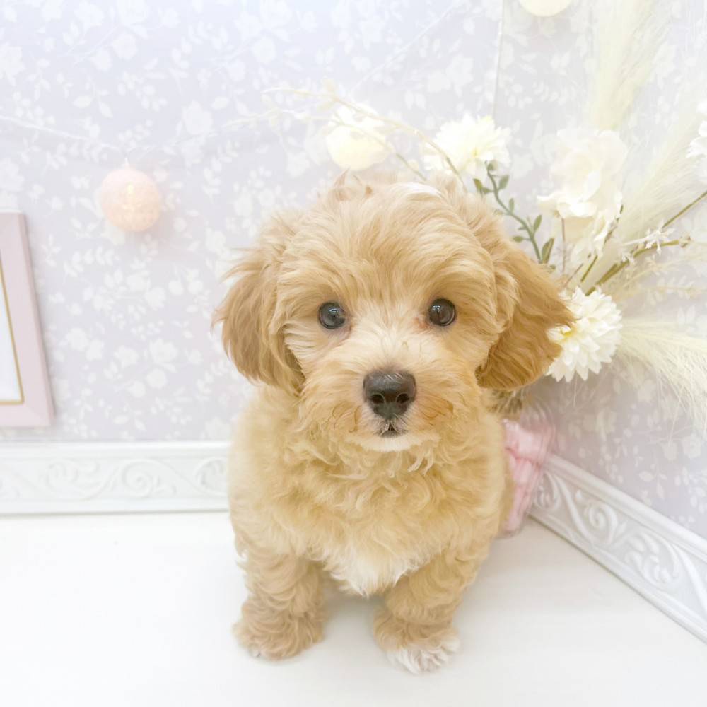 ハーフ犬男の子の写真