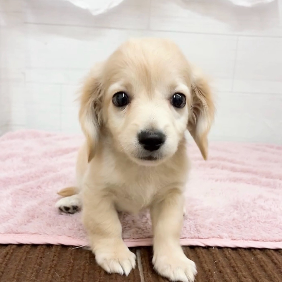 愛知県のチワックス(チワワ×ダックス) (犬の家＆猫の里碧南店/2026年4月7日生まれ/男の子/クリーム)の子犬の2枚目の画像
