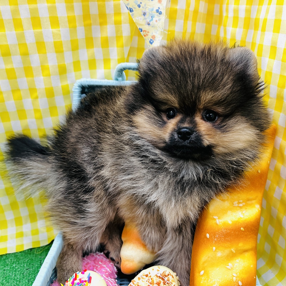 愛知県のポメラニアン (犬の家＆猫の里名古屋天白店/2026年4月12日生まれ/男の子/オレンジセーブル)の子犬の2枚目の画像