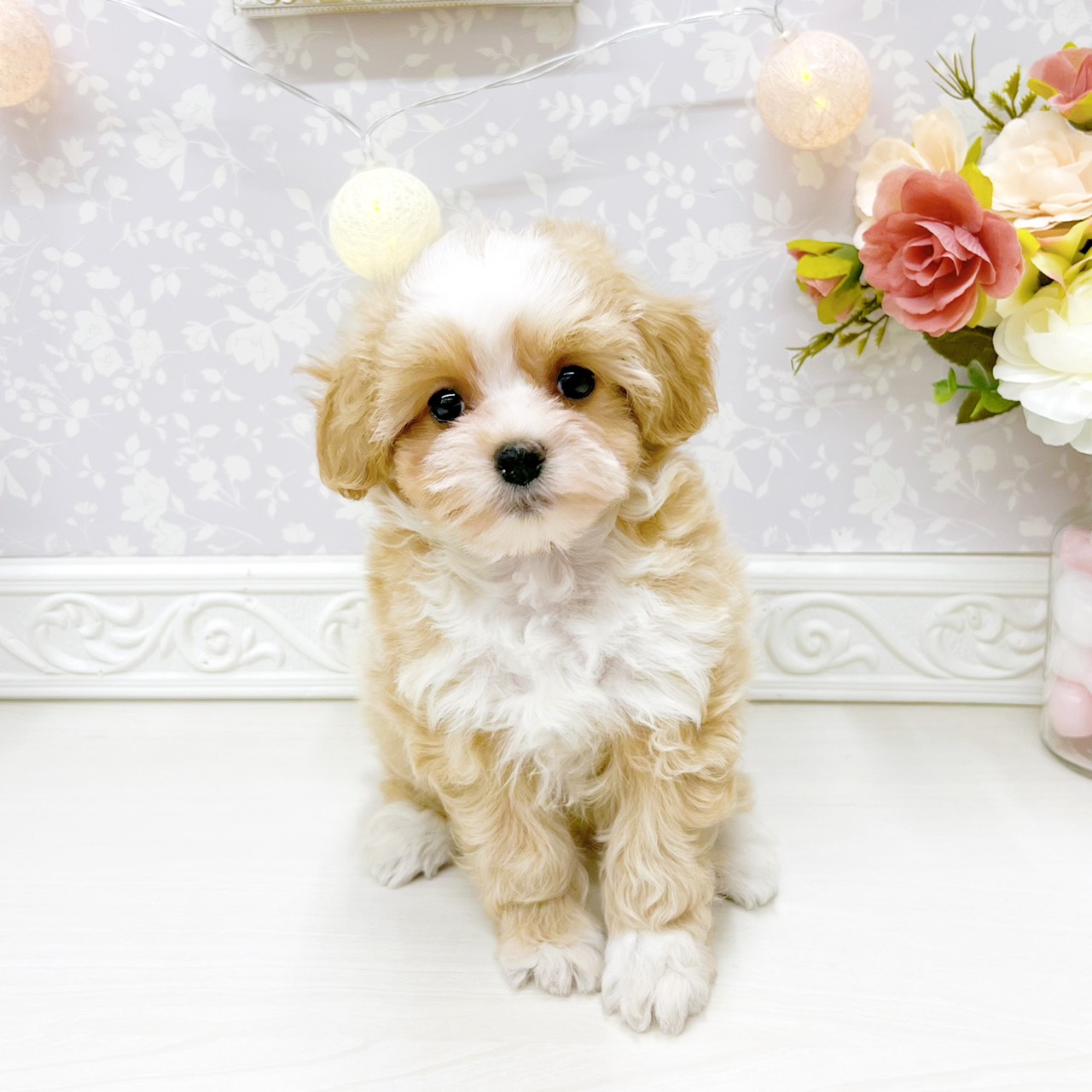 富山県のマルプー(マルチーズ×プードル) (犬の家＆猫の里アミーゴ山室店/2026年4月11日生まれ/女の子/クリームホワイト)の子犬