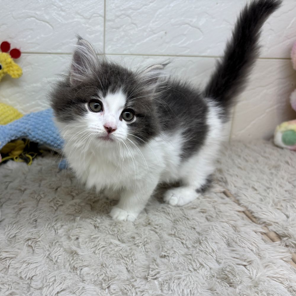 兵庫県のミヌエット (犬の家＆猫の里ゆめタウン姫路店/2026年4月10日生まれ/男の子/ブルータビーホワイト)の子猫の2枚目の画像