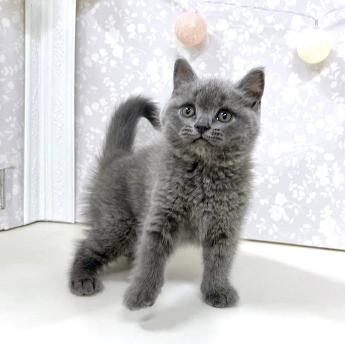 富山県のブリティッシュショートヘアー (犬の家＆猫の里アミーゴ高岡蓮花寺店/2026年4月12日生まれ/男の子/ブルー)の子猫の2枚目の画像