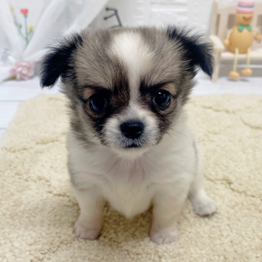 岡山県のチワワ(ロング) (犬の家＆猫の里岡山店/2026年4月12日生まれ/女の子/フォーンホワイト)の子犬の2枚目の画像