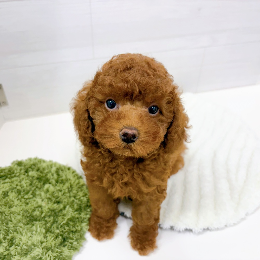 石川県のトイプードル(トイ) (犬の家＆猫の里アミーゴ金沢おこばた店/2026年4月11日生まれ/女の子/レッド)の子犬の2枚目の画像