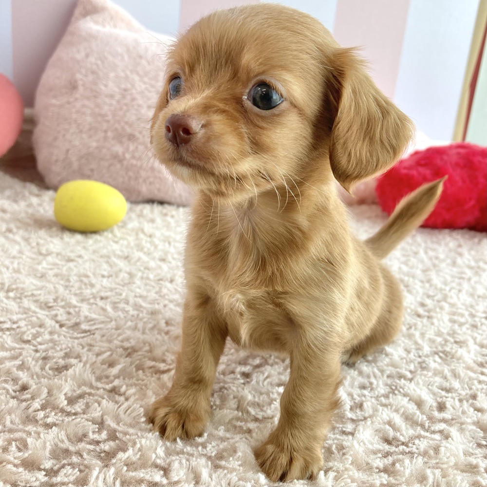 岡山県のチワックス(チワワ×ダックス) (犬の家＆猫の里倉敷中庄店/2026年4月11日生まれ/女の子/ゴールド)の子犬の2枚目の画像