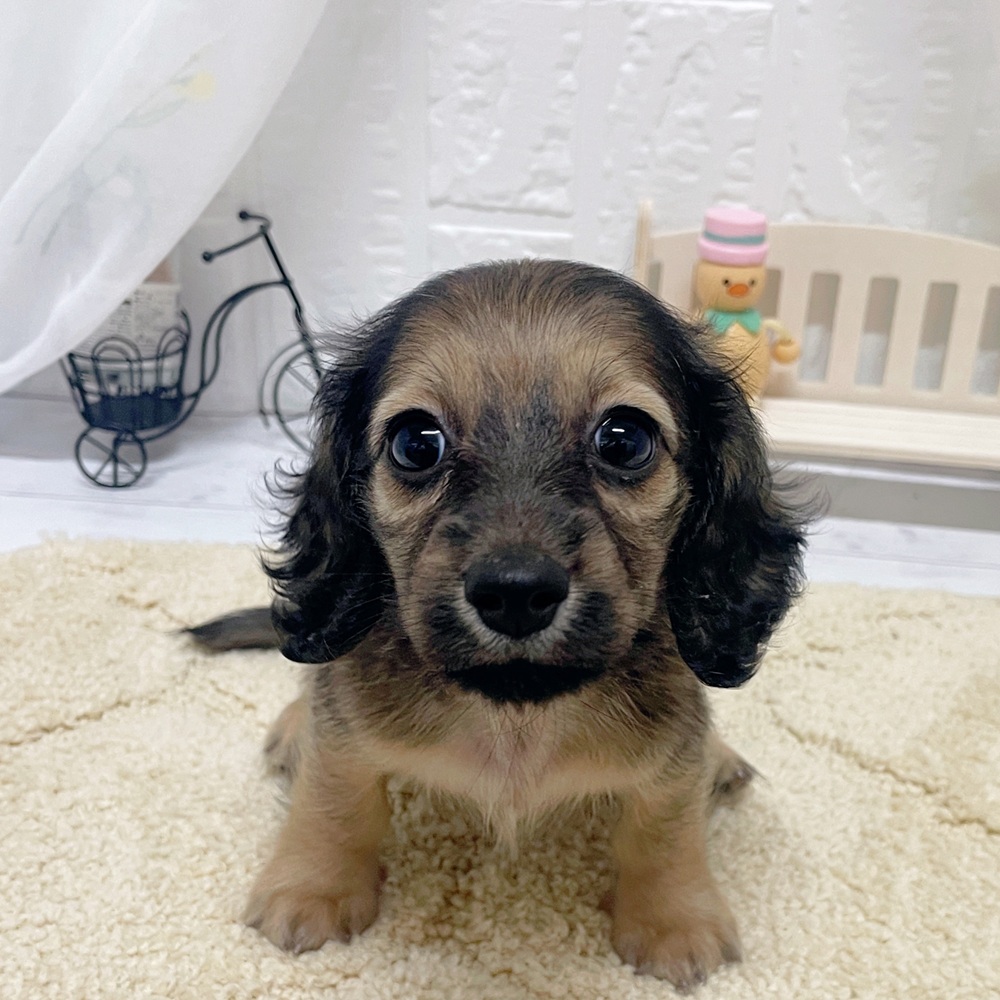 岡山県のカニンヘンダックスフンド(ロング) (犬の家＆猫の里岡山店/2026年4月10日生まれ/女の子/シェーデットイエロー)の子犬の2枚目の画像
