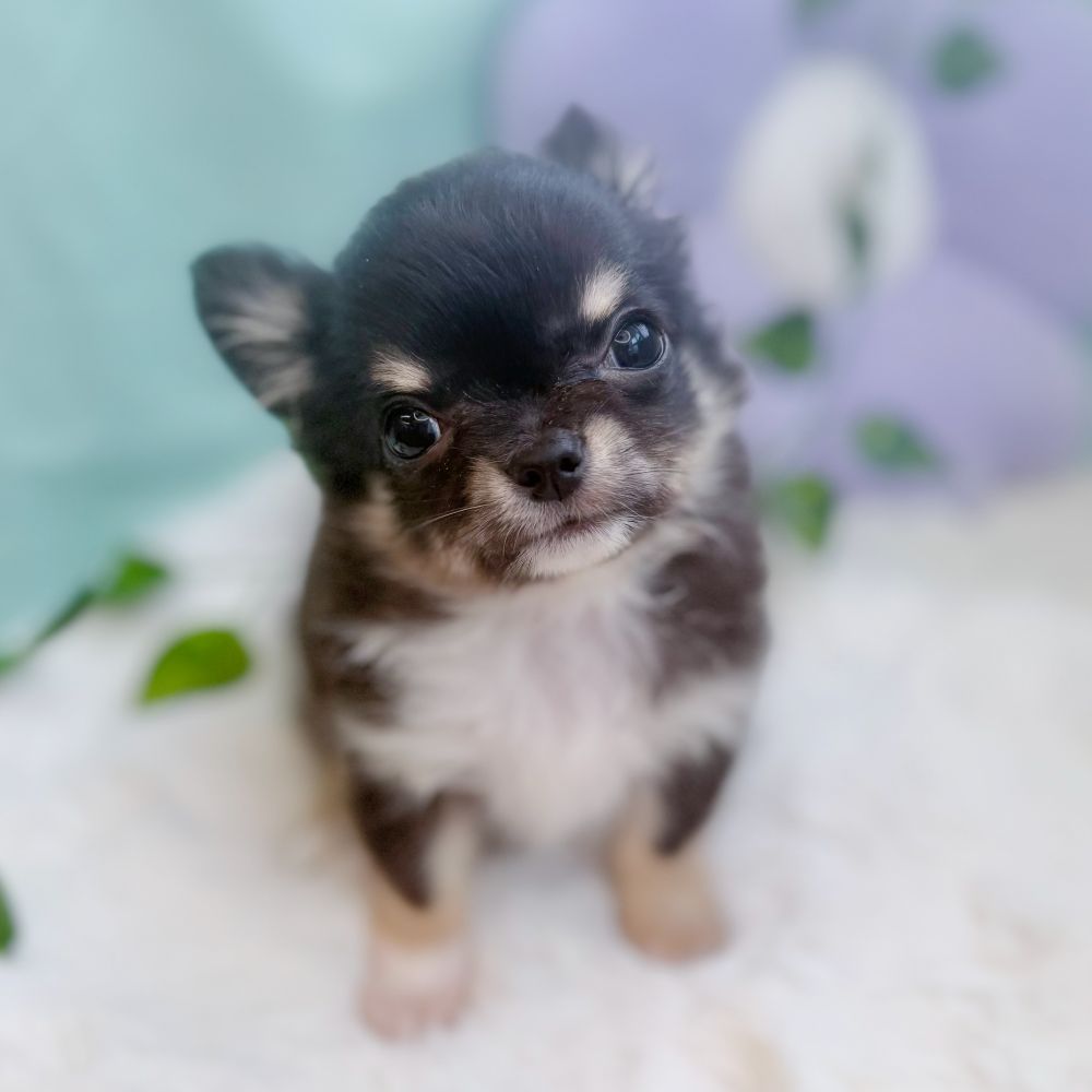 愛知県のチワワ(ロング) (犬の家＆猫の里愛知刈谷店/2026年4月7日生まれ/男の子/ブラッククリームホワイト)の子犬の2枚目の画像