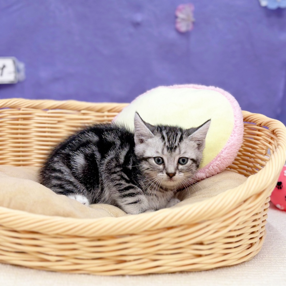 岐阜県のアメリカンショートヘアー (犬の家＆猫の里岐南店/2026年4月12日生まれ/男の子/シルバータビー)の子猫の2枚目の画像