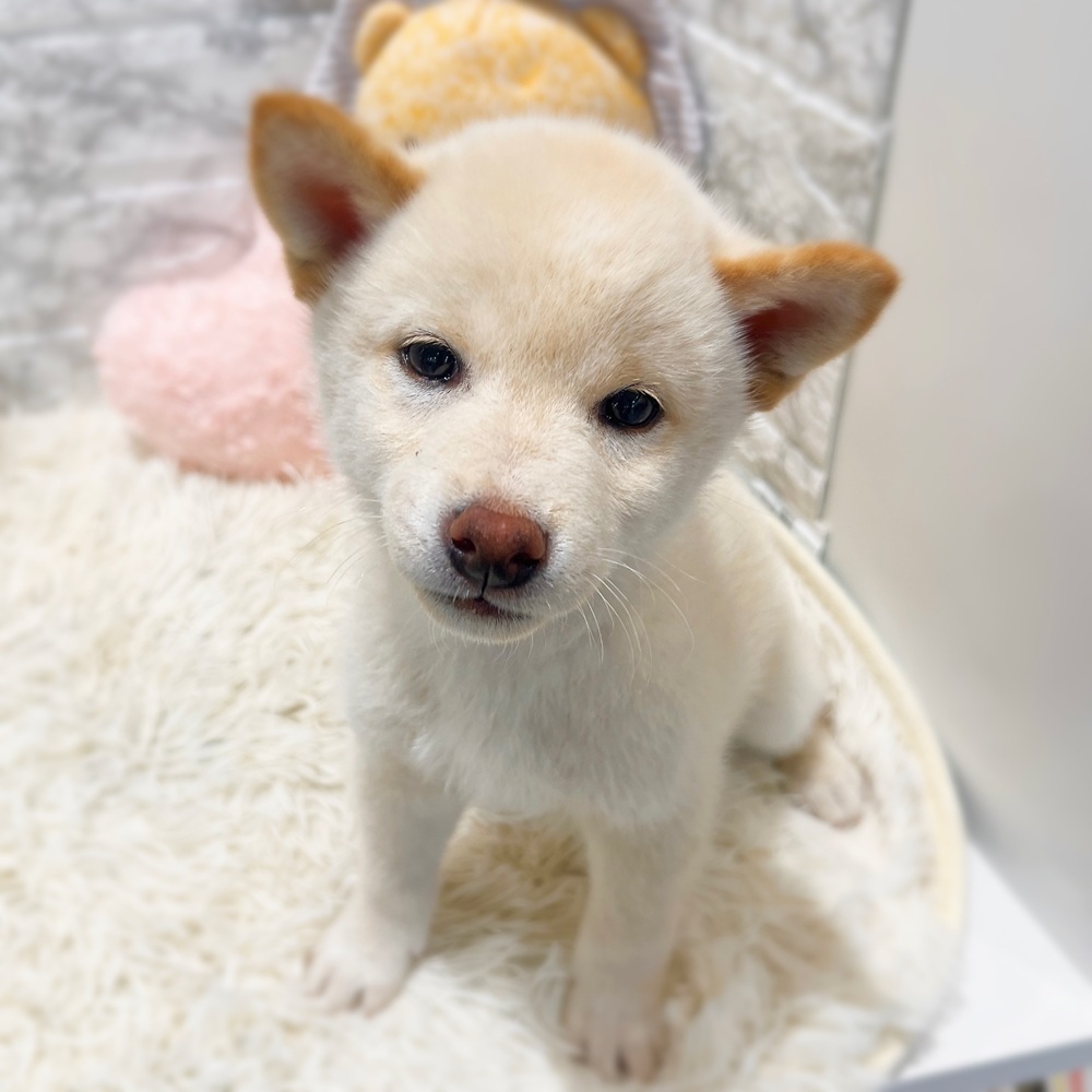 愛知県の柴犬(標準サイズ) (犬の家＆猫の里MiO香久山店/2026年4月12日生まれ/男の子/白)の子犬の2枚目の画像