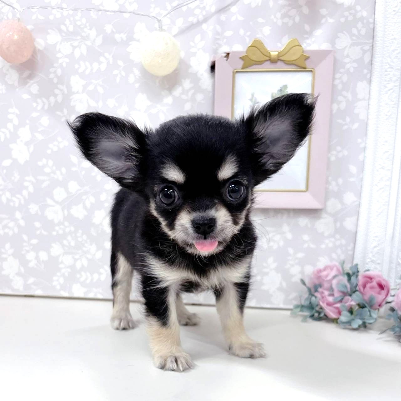 富山県のチワワ(ロング) (犬の家＆猫の里アミーゴ高岡蓮花寺店/2026年4月11日生まれ/女の子/ブラッククリーム)の子犬の2枚目の画像