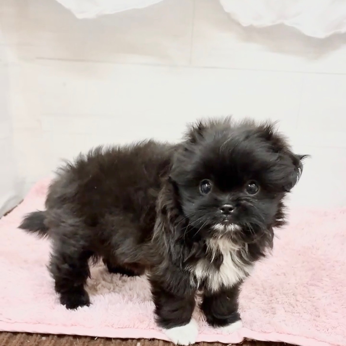愛知県のポメズー/ポメシーズ(ポメラニアン×シーズー) (犬の家＆猫の里碧南店/2026年4月10日生まれ/女の子/ブラックホワイト)の子犬の2枚目の画像