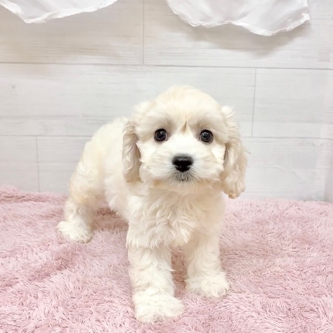愛知県のハーフ犬・ミックス犬 (犬の家＆猫の里碧南店/2026年4月9日生まれ/女の子/クリームホワイト)の子犬の2枚目の画像