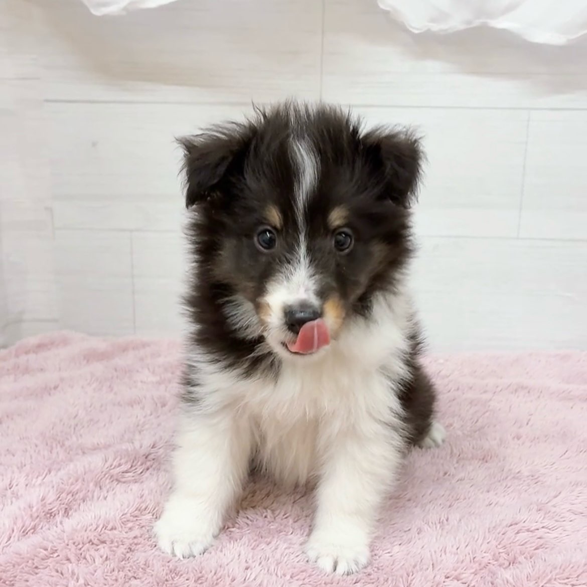 愛知県のシェットランドシープドッグ (犬の家＆猫の里碧南店/2026年4月12日生まれ/男の子/ブラックホワイトタン)の子犬の1枚目の画像