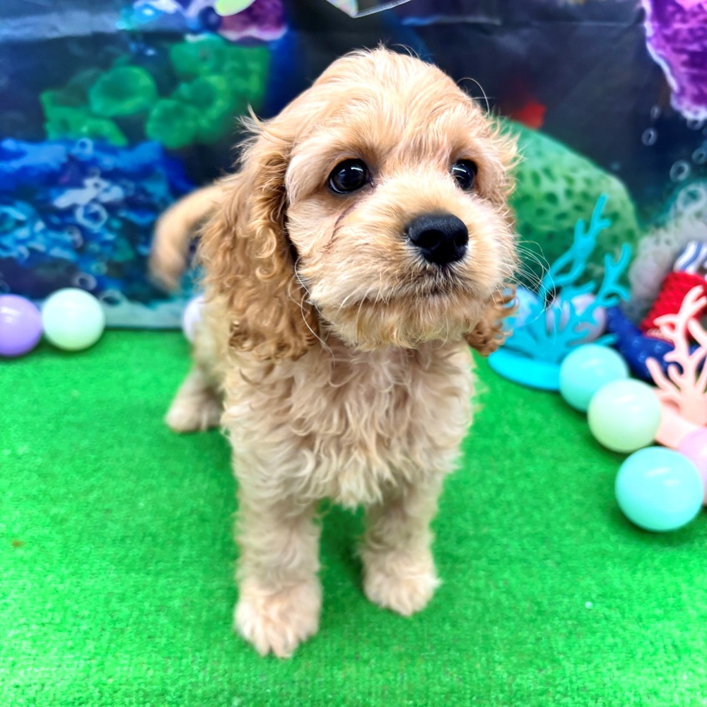 愛知県のコッカプー(アメリカンコッカースパニエル×プードル) (犬の家＆猫の里名古屋天白店/2026年4月10日生まれ/男の子/バフ)の子犬の2枚目の画像