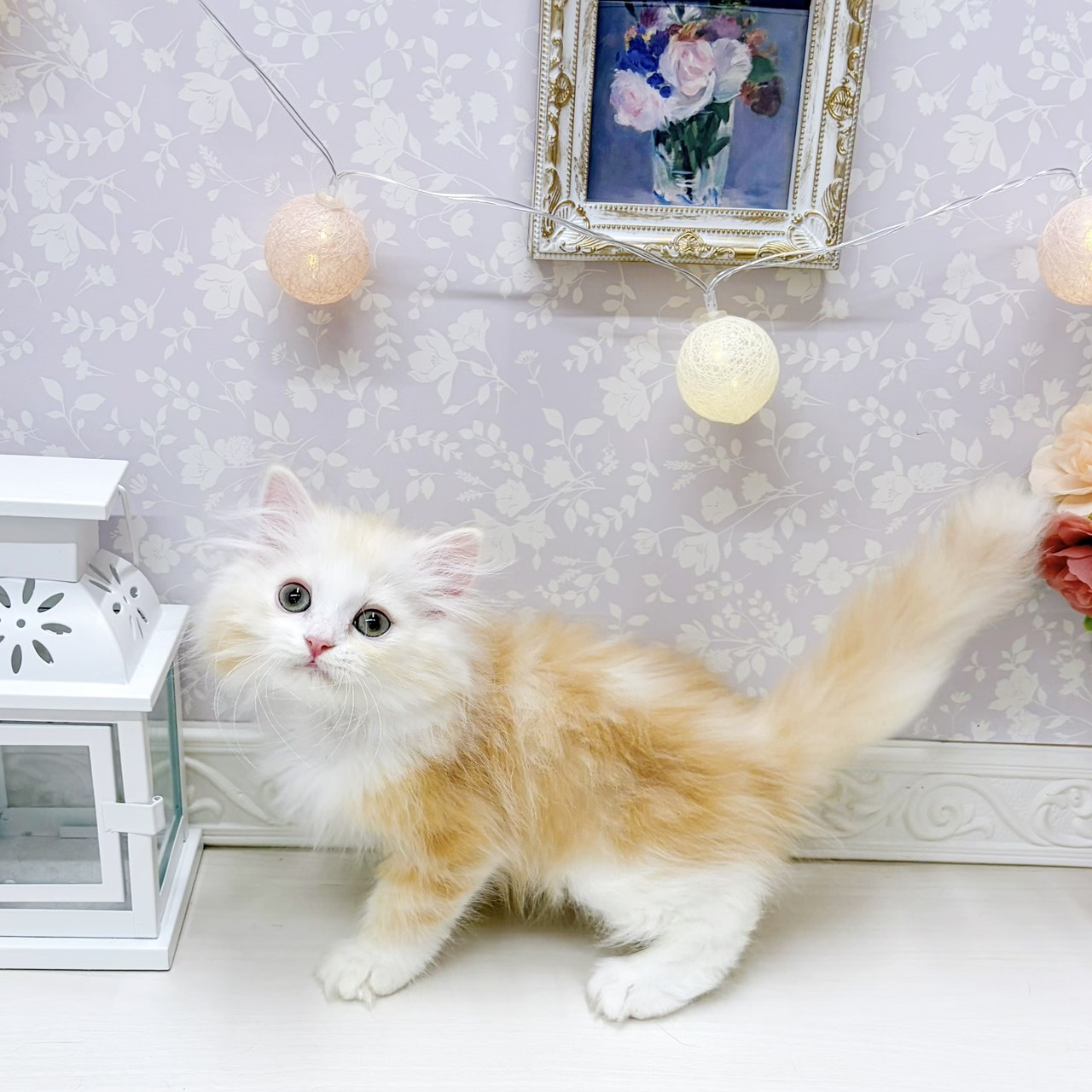 富山県のミヌエット (犬の家＆猫の里アミーゴ山室店/2026年4月11日生まれ/男の子/クリームタビーホワイト)の子猫の2枚目の画像