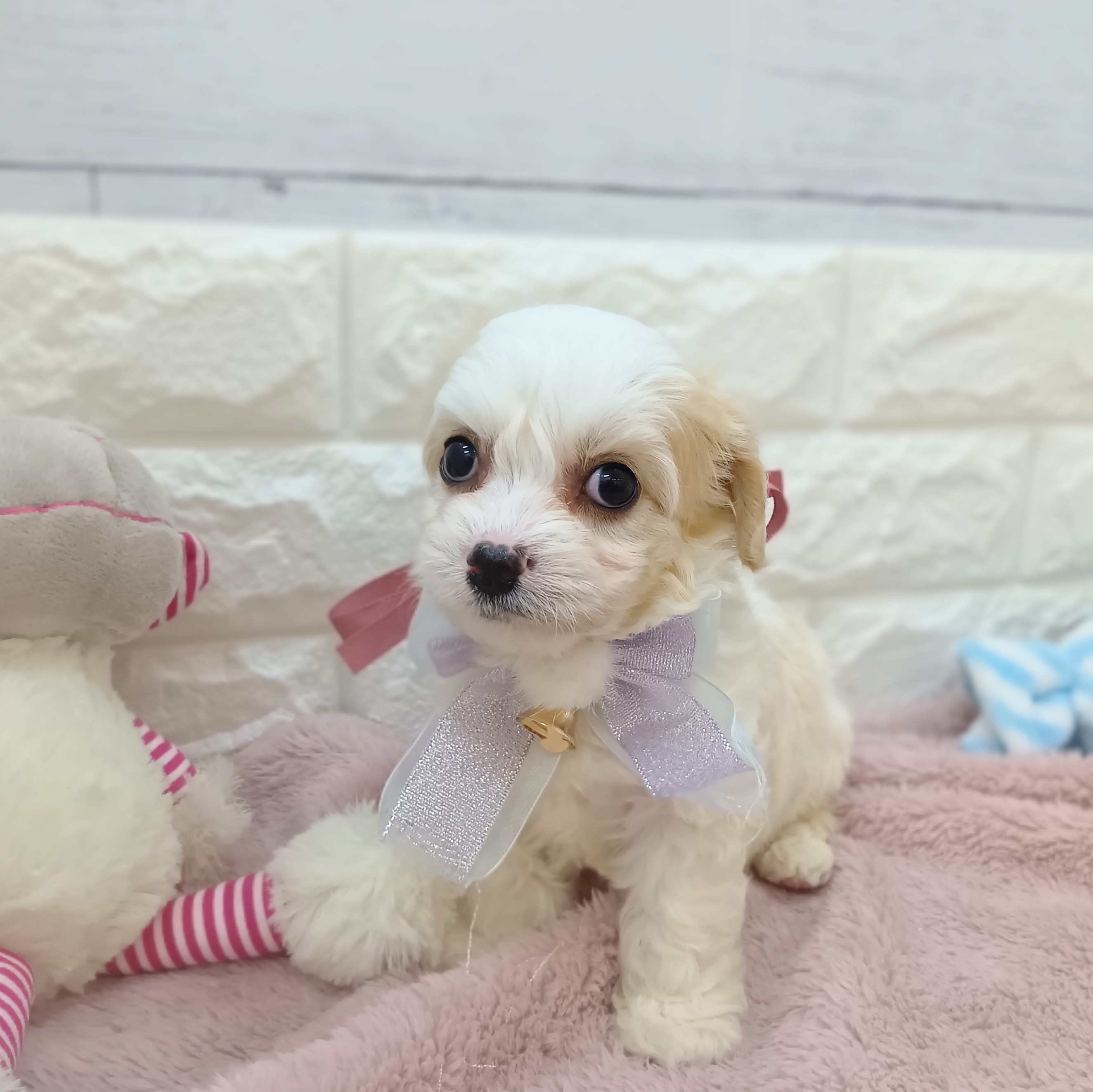 静岡県のハーフ犬・ミックス犬 (犬の家＆猫の里アミーゴ浜松和田店/2026年4月10日生まれ/女の子/ブレンハイム)の子犬の2枚目の画像