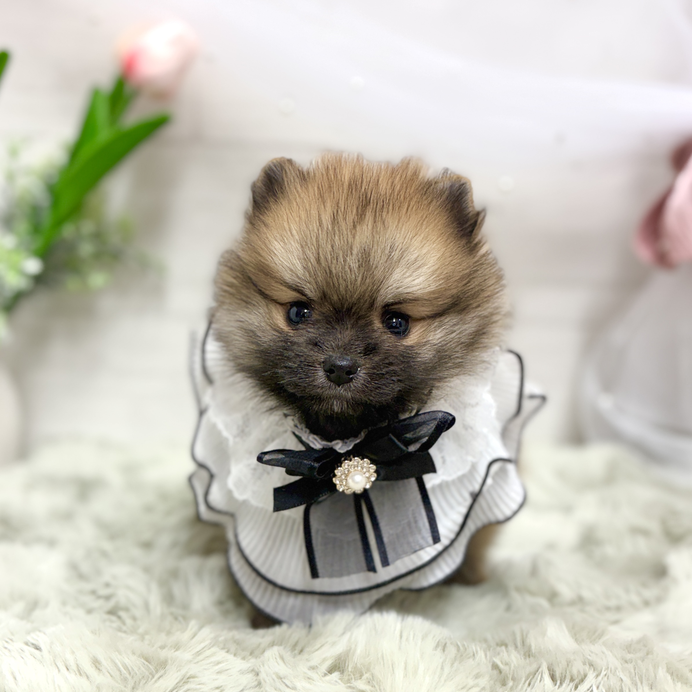 神奈川県のポメラニアン (犬の家＆猫の里相模原店/2026年4月14日生まれ/男の子/オレンジセーブル)の子犬の1枚目の画像
