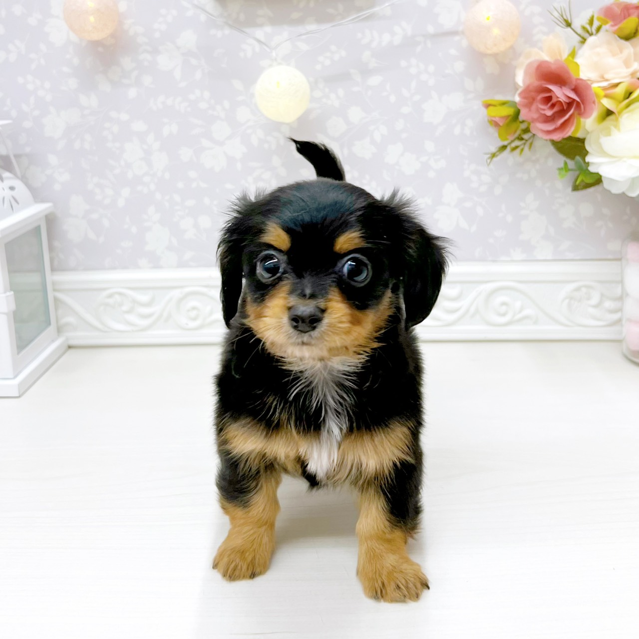 富山県のチワックス(チワワ×ダックス) (犬の家＆猫の里アミーゴ山室店/2026年4月12日生まれ/男の子/ブラックタン)の子犬
