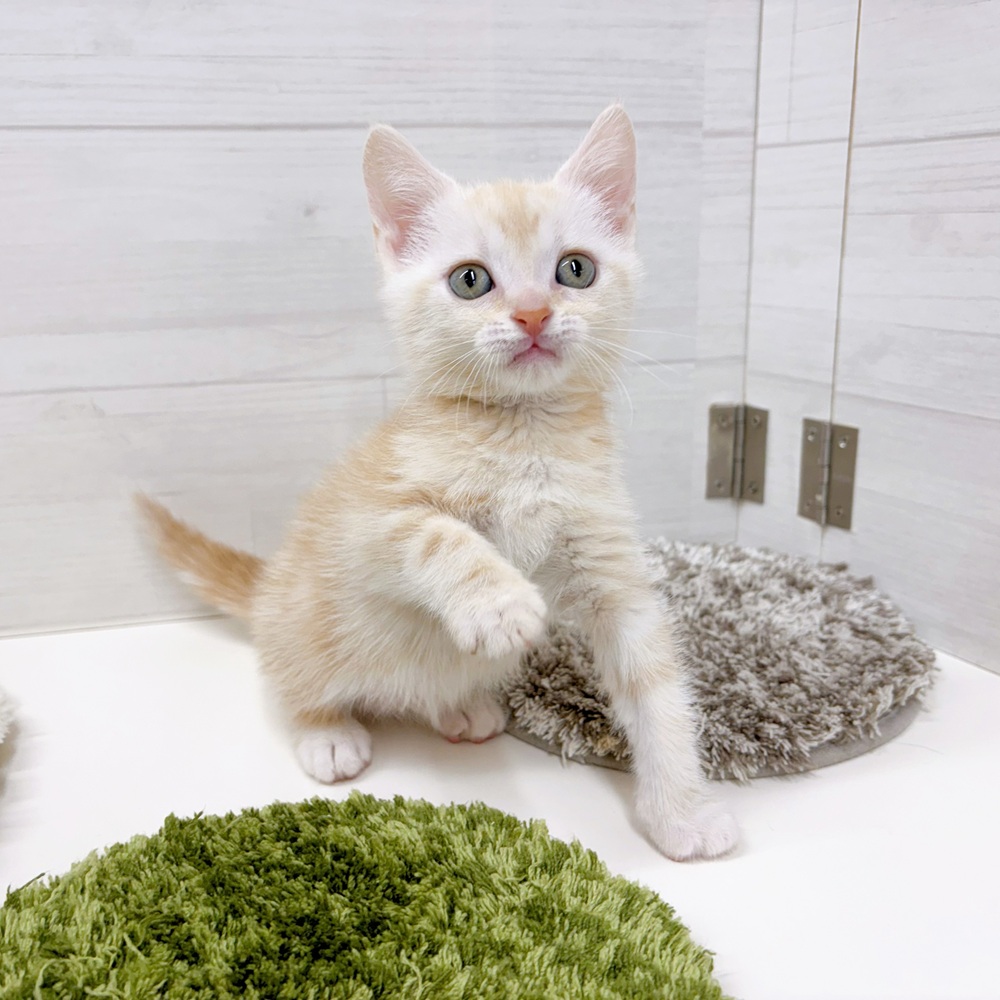 石川県のアメリカンショートヘアー (犬の家＆猫の里アミーゴ金沢おこばた店/2026年4月14日生まれ/男の子/レッドタビー)の子猫の2枚目の画像