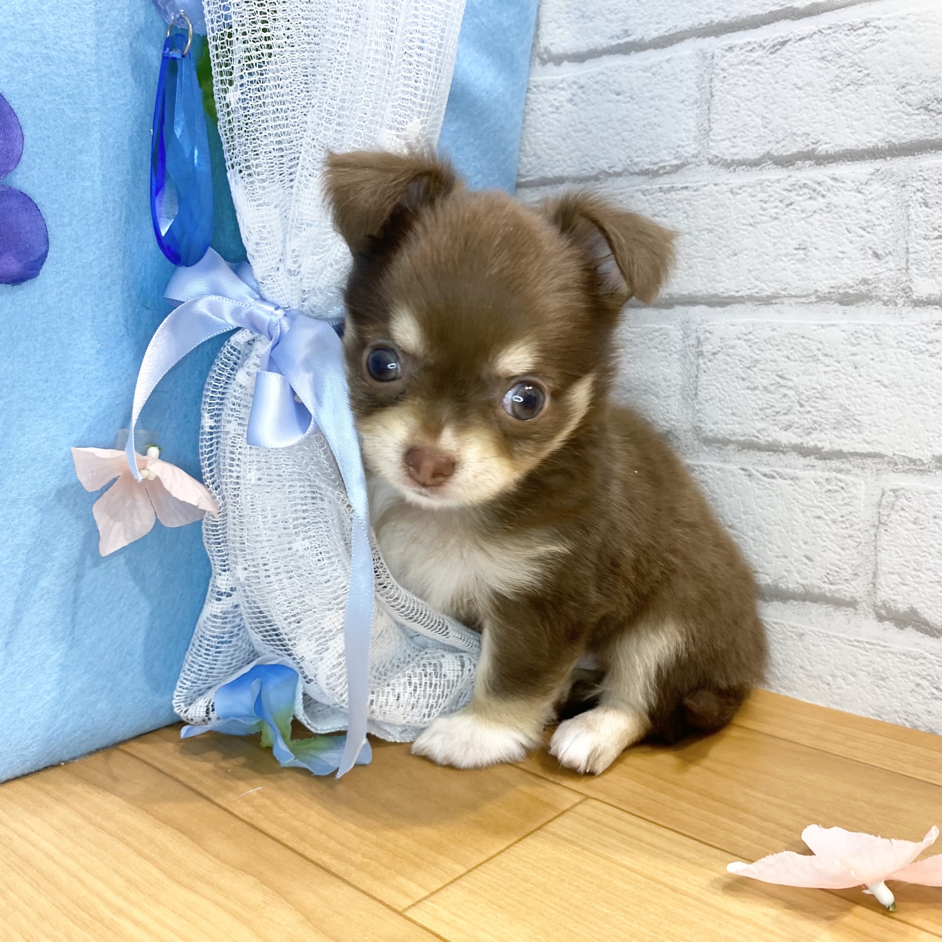 長野県のチワワ(ロング) (犬の家＆猫の里カインズ梓川店/2026年4月14日生まれ/男の子/チョコレートタン)の子犬の2枚目の画像