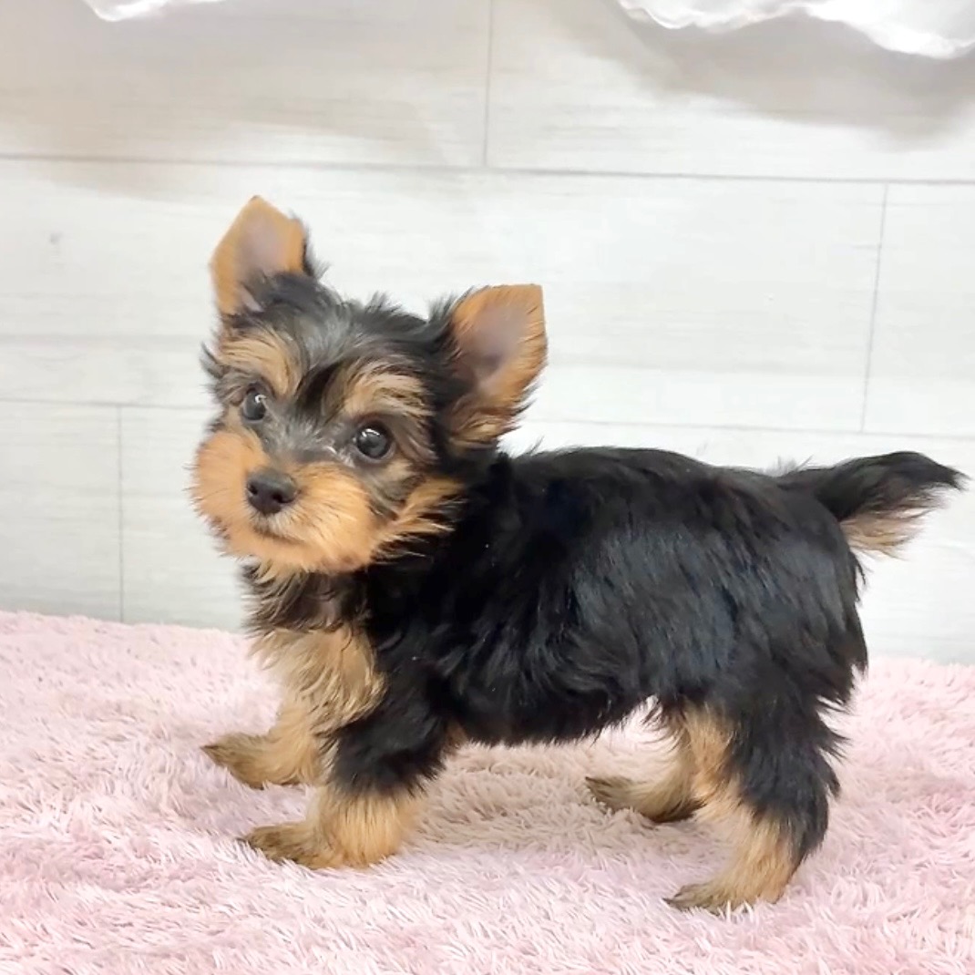 愛知県のヨークシャーテリア (犬の家＆猫の里碧南店/2026年4月13日生まれ/男の子/スチールブルータン)の子犬の2枚目の画像