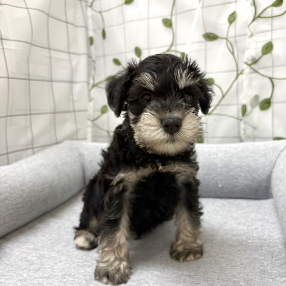 長野県のミニチュアシュナウザー (犬の家＆猫の里塩尻店/2026年4月14日生まれ/男の子/ブラックシルバー)の子犬の2枚目の画像