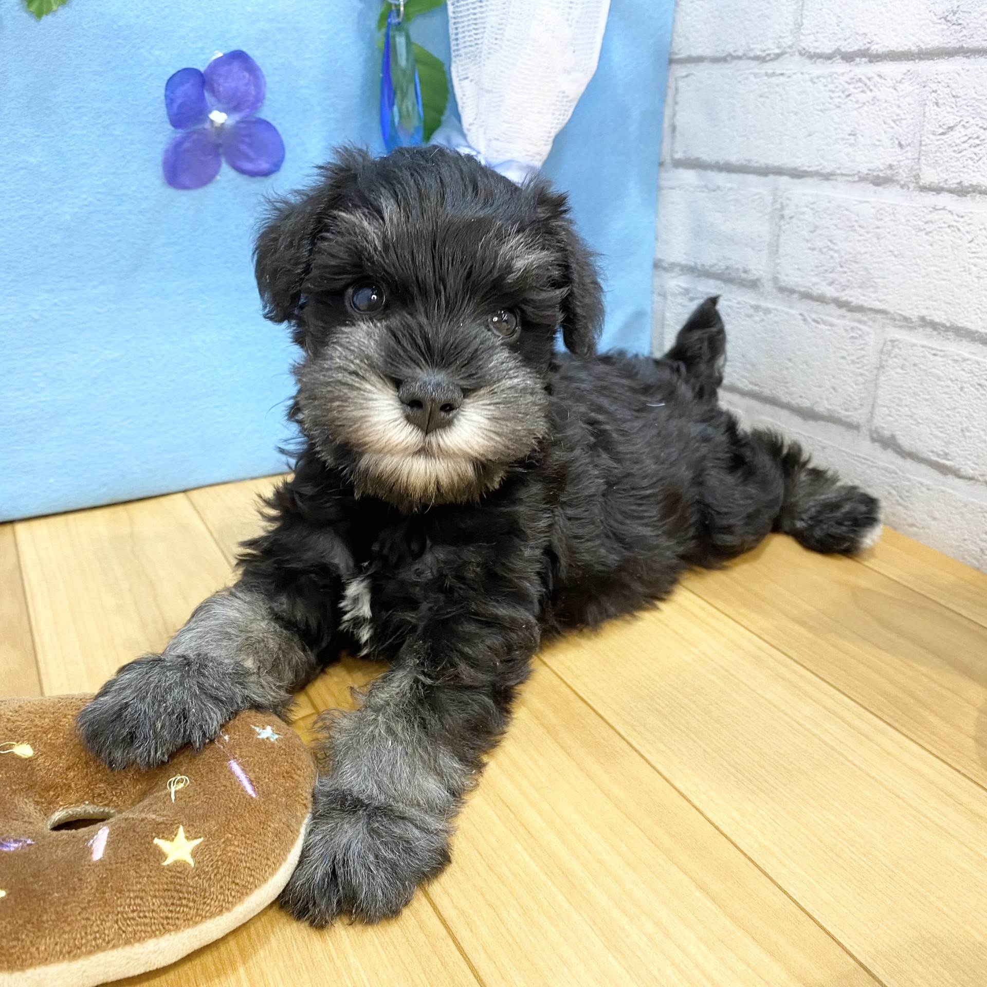 長野県のミニチュアシュナウザー (犬の家＆猫の里カインズ梓川店/2026年4月14日生まれ/男の子/ブラックシルバー)の子犬の2枚目の画像