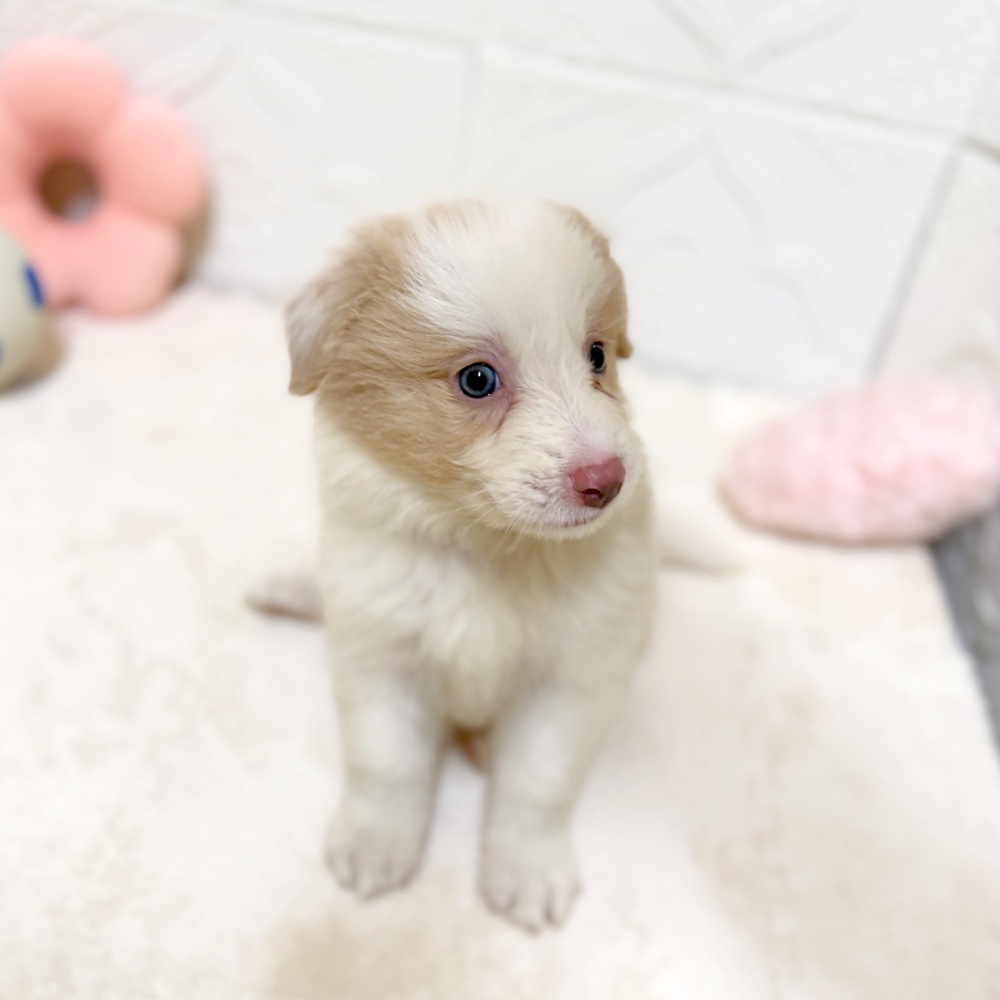 愛知県のボーダーコリー (犬の家＆猫の里岡崎店/2026年4月11日生まれ/女の子/イザベラホワイト)の子犬の2枚目の画像