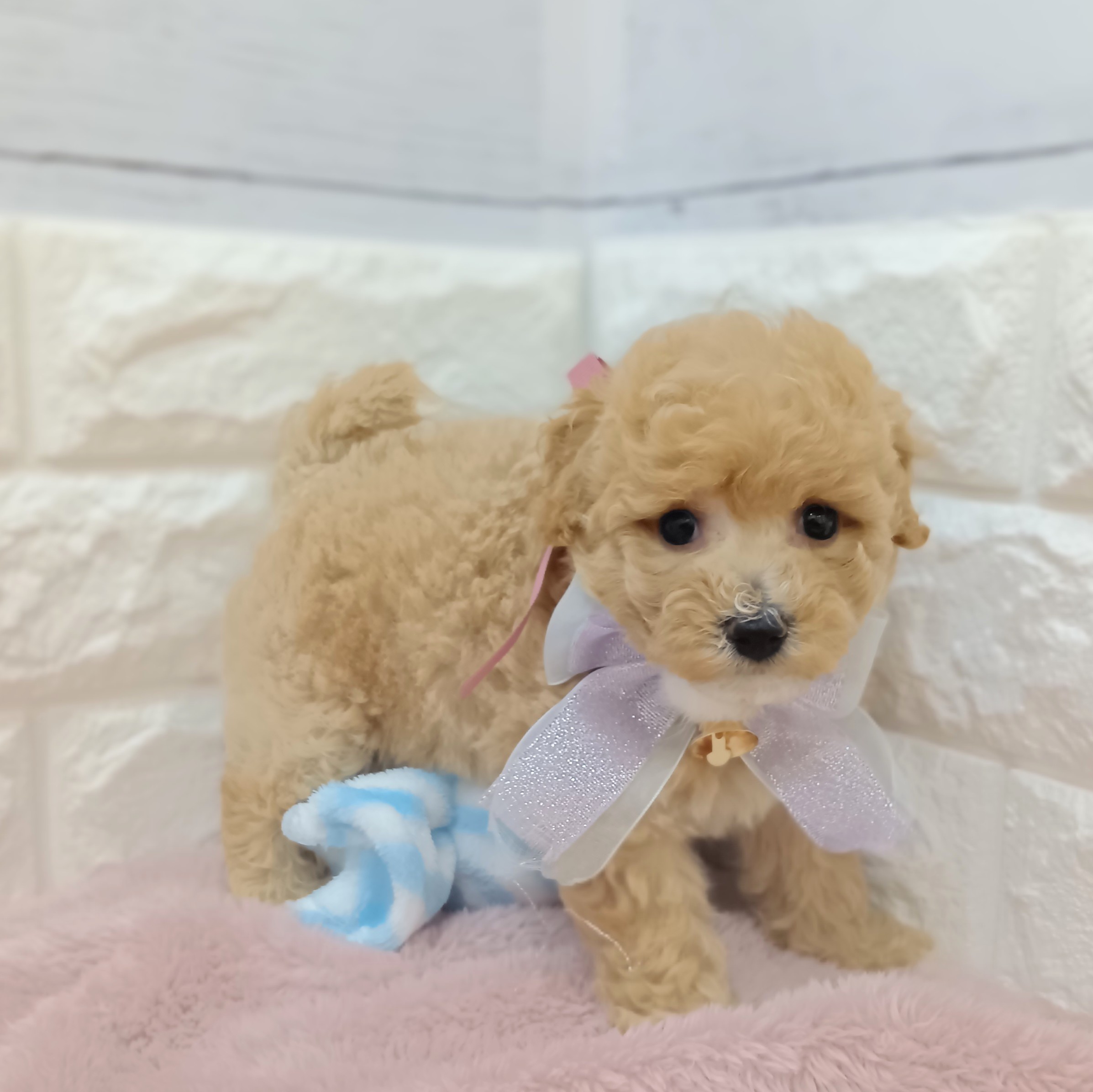 静岡県のビションプー(ビションフリーゼ×プードル) (犬の家＆猫の里アミーゴ浜松和田店/2026年4月12日生まれ/女の子/アプリコットホワイト)の子犬の1枚目の画像