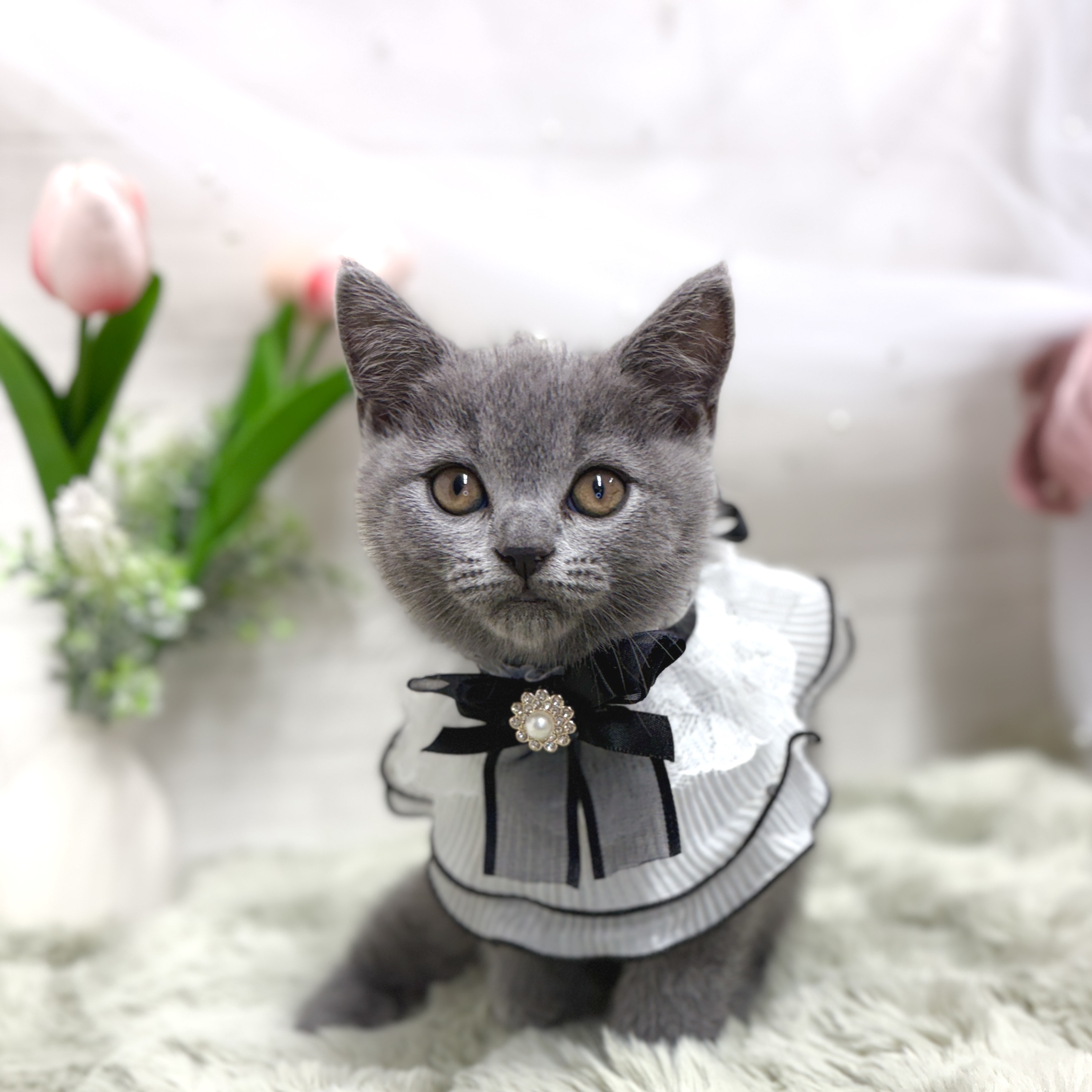 神奈川県のブリティッシュショートヘアー (犬の家＆猫の里相模原店/2026年4月9日生まれ/女の子/ブルー)の子猫の1枚目の画像