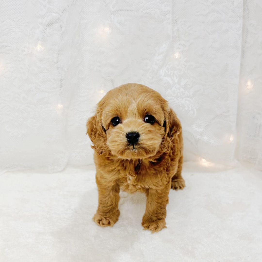 千葉県のコッカプー(アメリカンコッカースパニエル×プードル) (犬の家＆猫の里BIGHOPガーデンモール印西店/2026年4月12日生まれ/女の子/レッド)の子犬の1枚目の画像