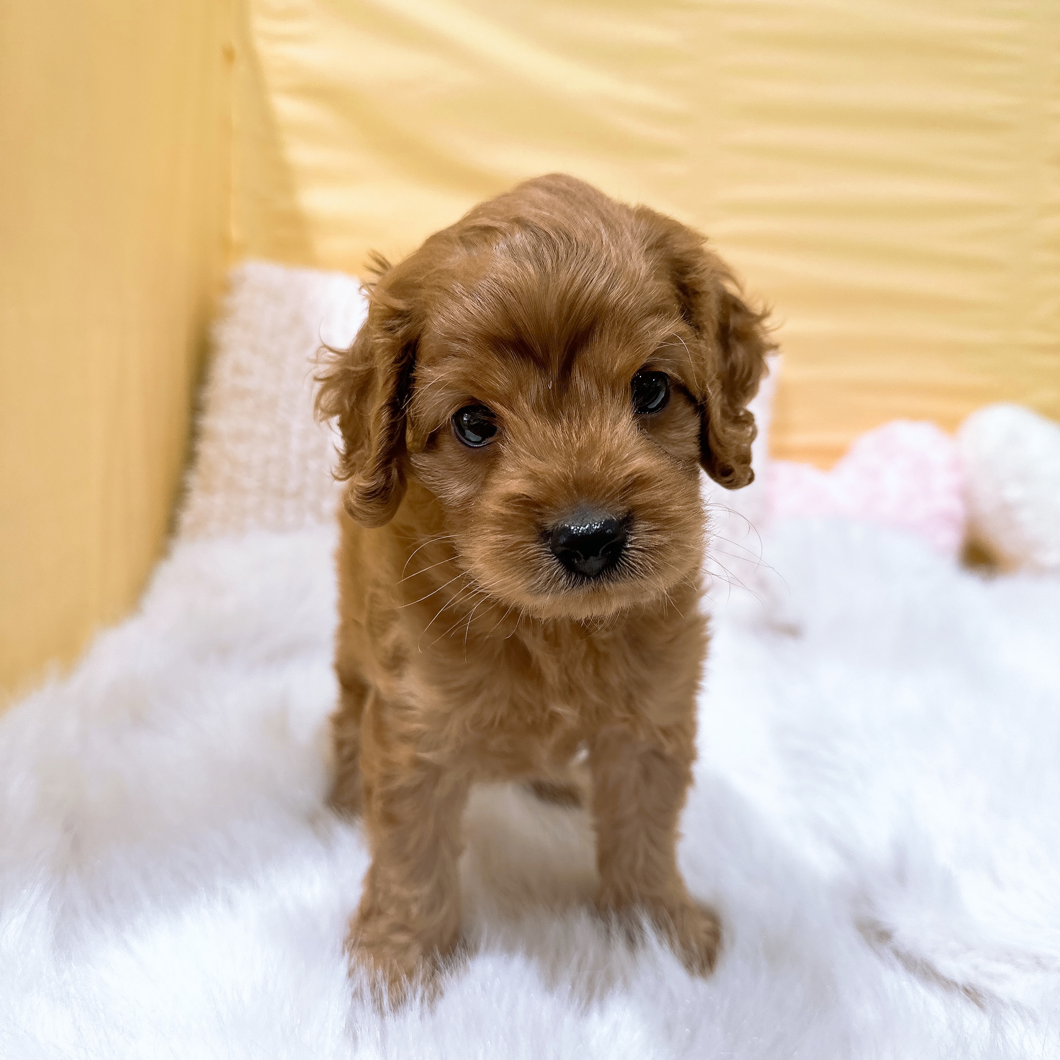 神奈川県のコッカプー(アメリカンコッカースパニエル×プードル) (犬の家＆猫の里元住吉ブレーメン通り店/2026年4月12日生まれ/男の子/レッド)の子犬の2枚目の画像