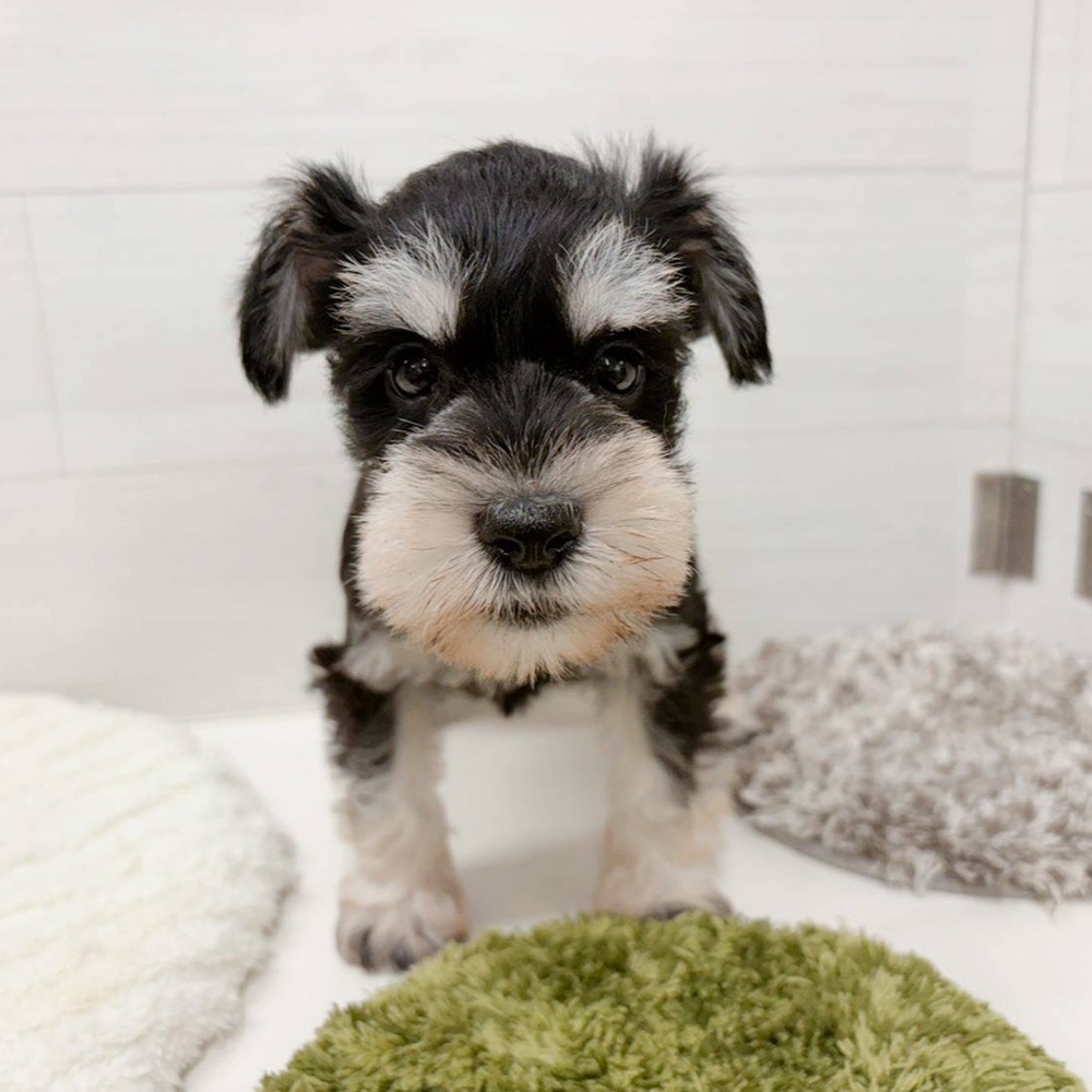 石川県のミニチュアシュナウザー (犬の家＆猫の里アミーゴ金沢おこばた店/2026年4月12日生まれ/男の子/ブラックシルバー)の子犬の2枚目の画像