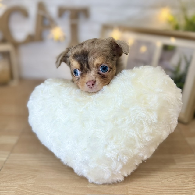 千葉県のチワワ(ロング) (犬の家＆猫の里ワンズモール稲毛店/2026年4月12日生まれ/男の子/チョコレートマール)の子犬の1枚目の画像