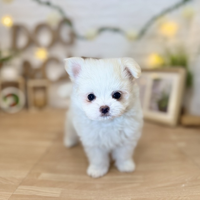 千葉県のポメマル/マルポメ(ポメラニアン×マルチーズ) (犬の家＆猫の里ワンズモール稲毛店/2026年4月9日生まれ/女の子/パーティーカラー)の子犬の1枚目の画像