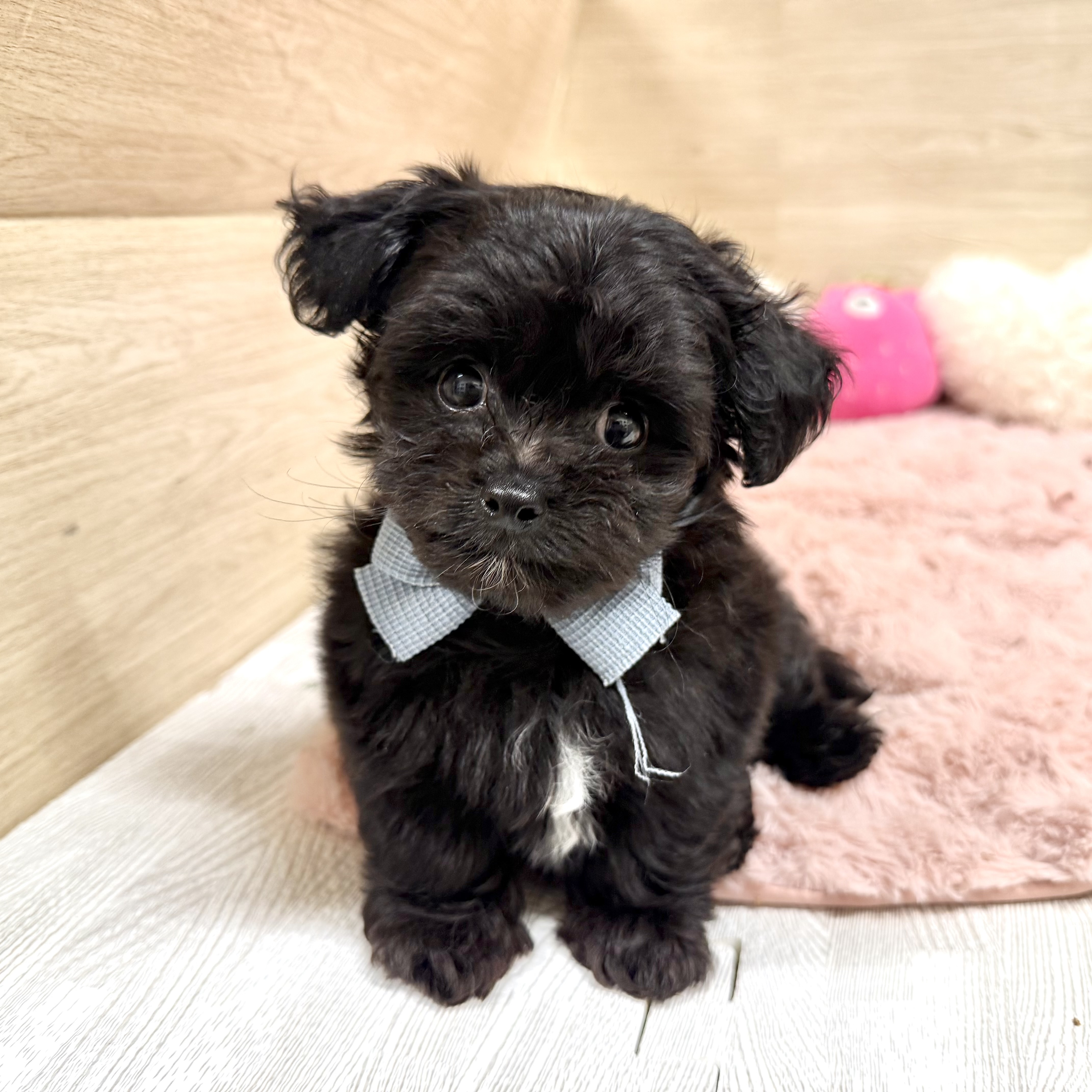 大阪府のチワプー/プーチー(チワワ×プードル)の子犬を価格や特徴で探す